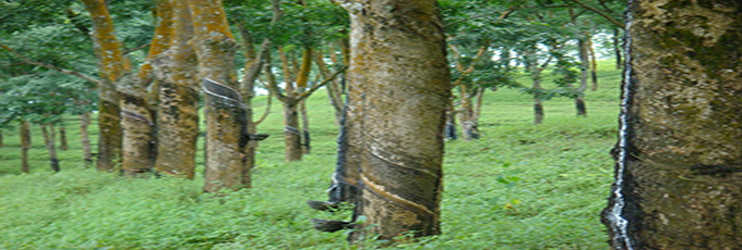 天然橡胶的价格持续上涨和分析