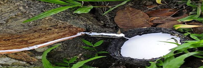 国内天胶短期或面临阶段性供应过剩压力