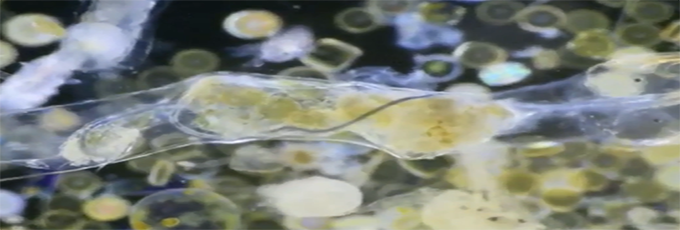 据BBC报道,科学家首次拍摄到浮游生物摄入微塑料,揭示了微塑料这种全球关注的污染物是如何影响海洋生物。这一小段视频显示了废弃的塑料确实可以进入海洋生物体内,从而沿着食物链传递。